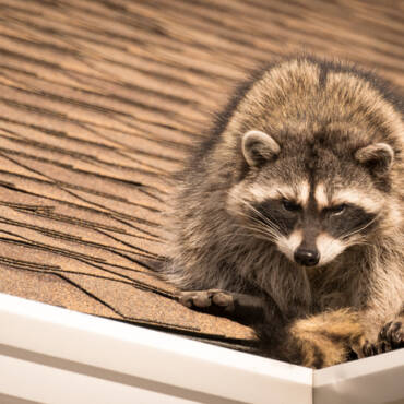 Critters in your HVAC