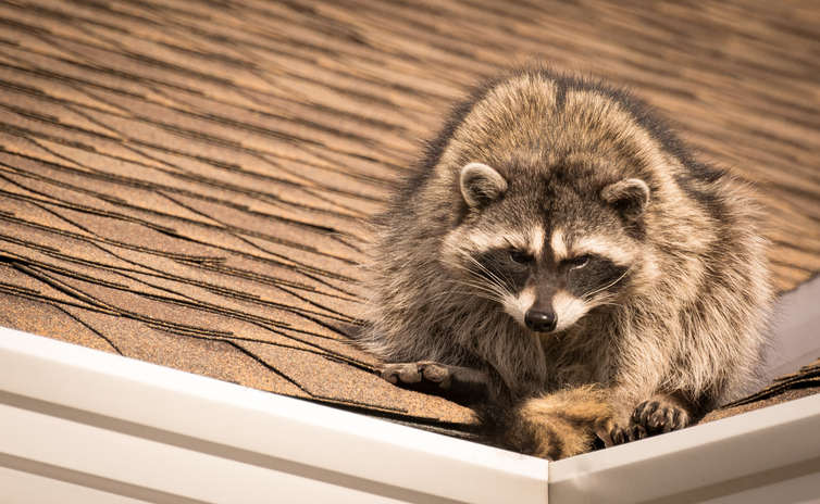 Critters in your HVAC